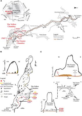 A 16S rRNA Gene-Based Metabarcoding of Phosphate-Rich Deposits in Muierilor Cave, South-Western Carpathians